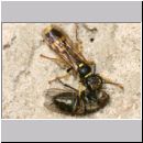 Mellinus arvensis - Kotwespe w38a 14mm mit Fliege.jpg